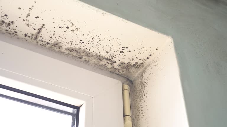 Why You Should Choose Our Mold Remediation Services in Tonopah, NV